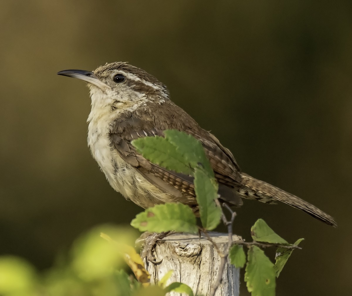 Carolina Wren - Robert Michaelson