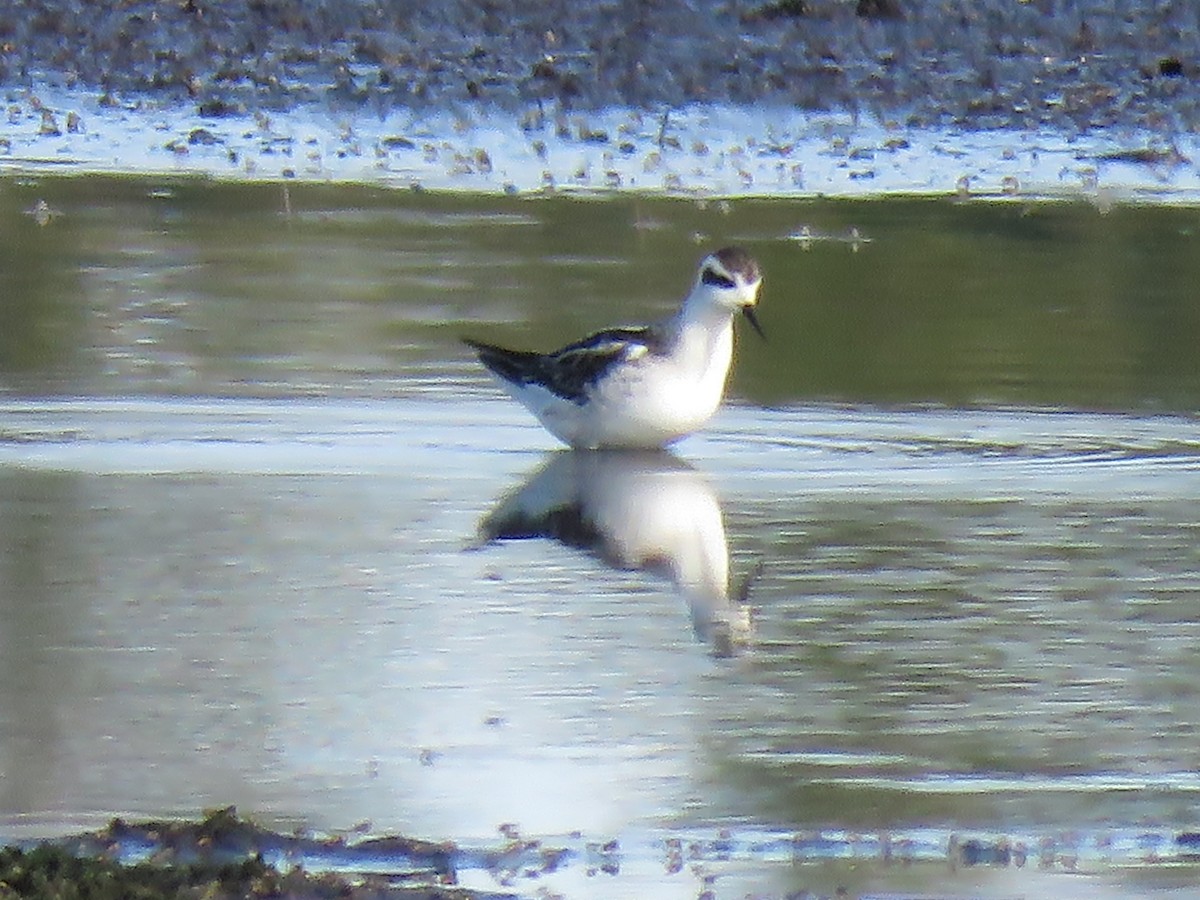 Red-necked Phalarope - Ruth Richards