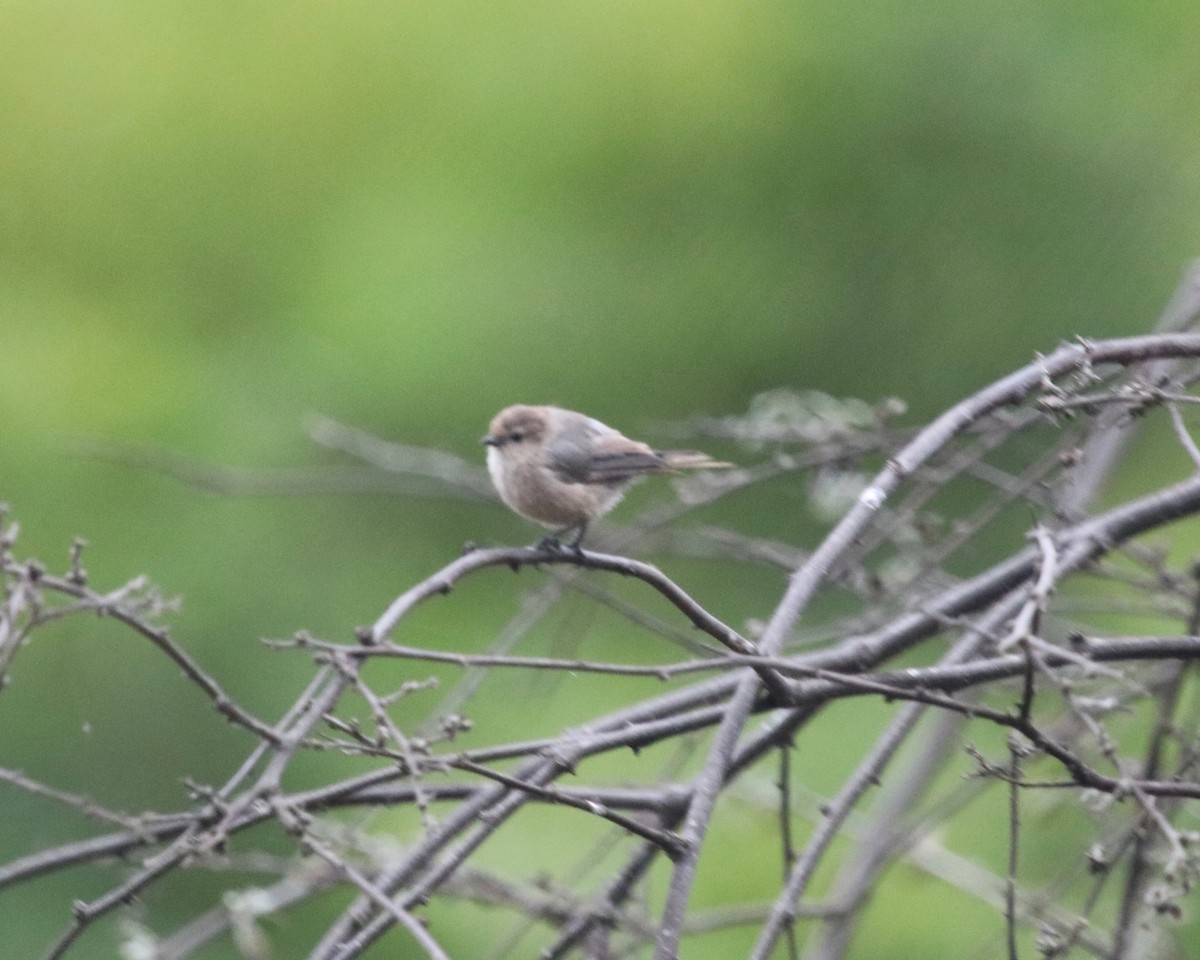 Bushtit (Pacific) - ML172347551