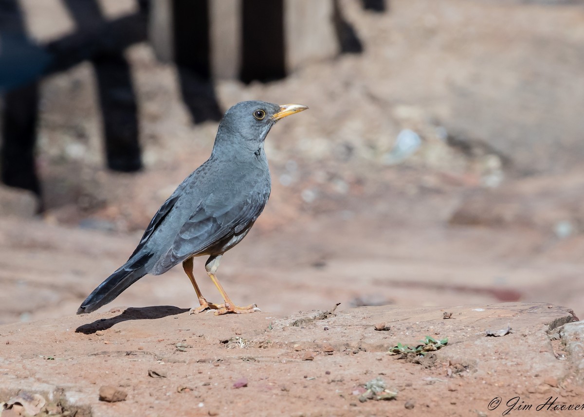 Karoo Thrush - Jim Hoover