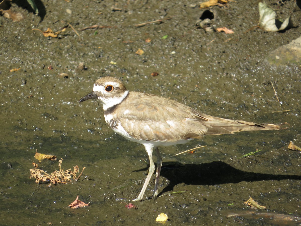 Killdeer - ML172347941