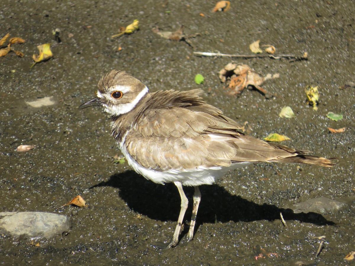 Killdeer - ML172347951