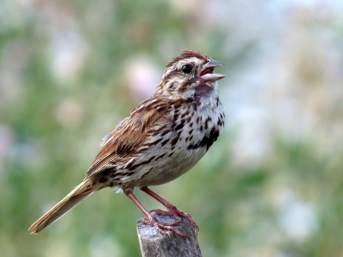 Song Sparrow - Asher  Warkentin