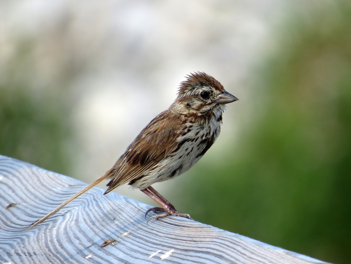 Song Sparrow - Asher  Warkentin