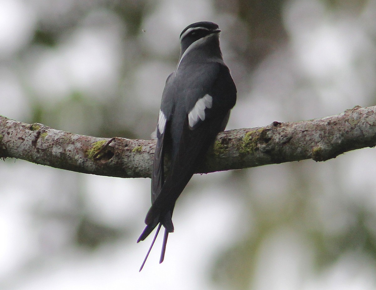 Moustached Treeswift - ML172349091