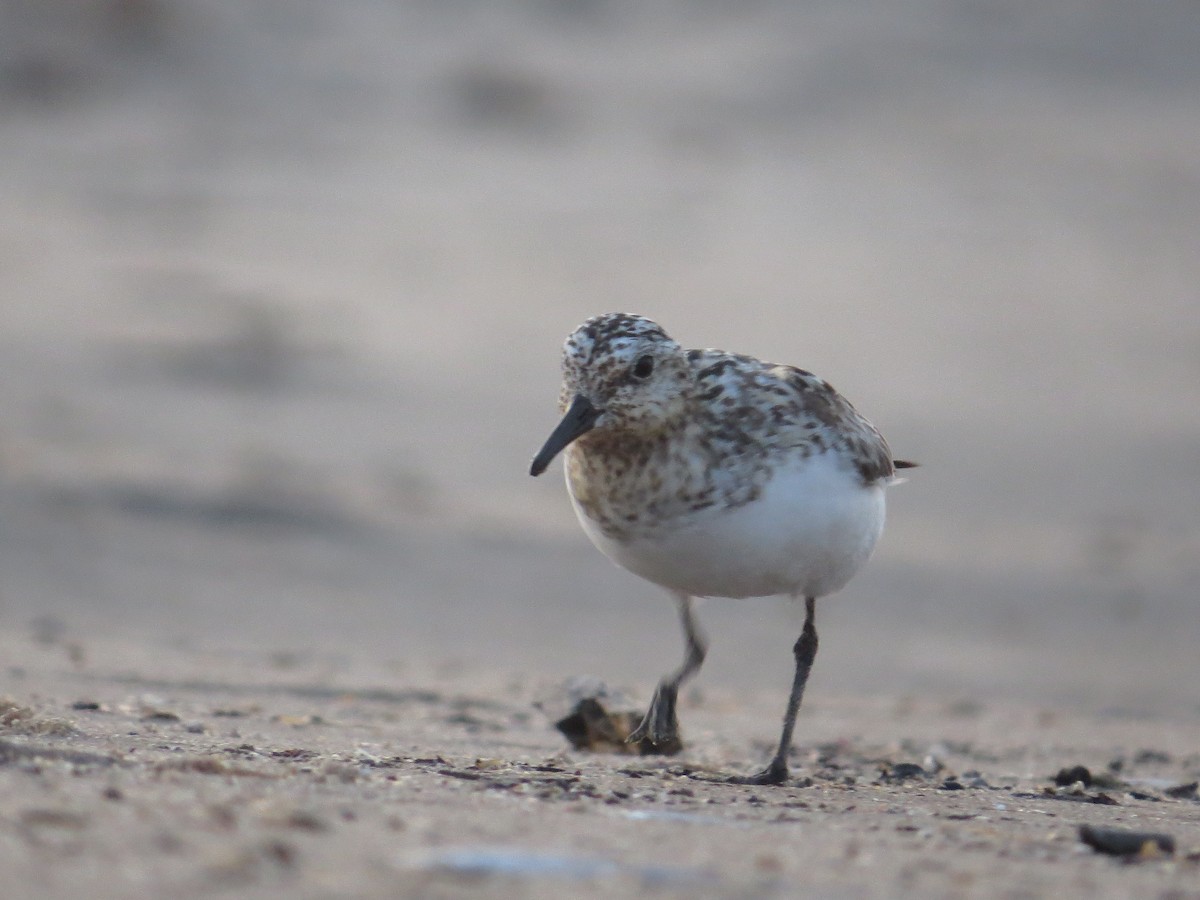 Bécasseau sanderling - ML172349131