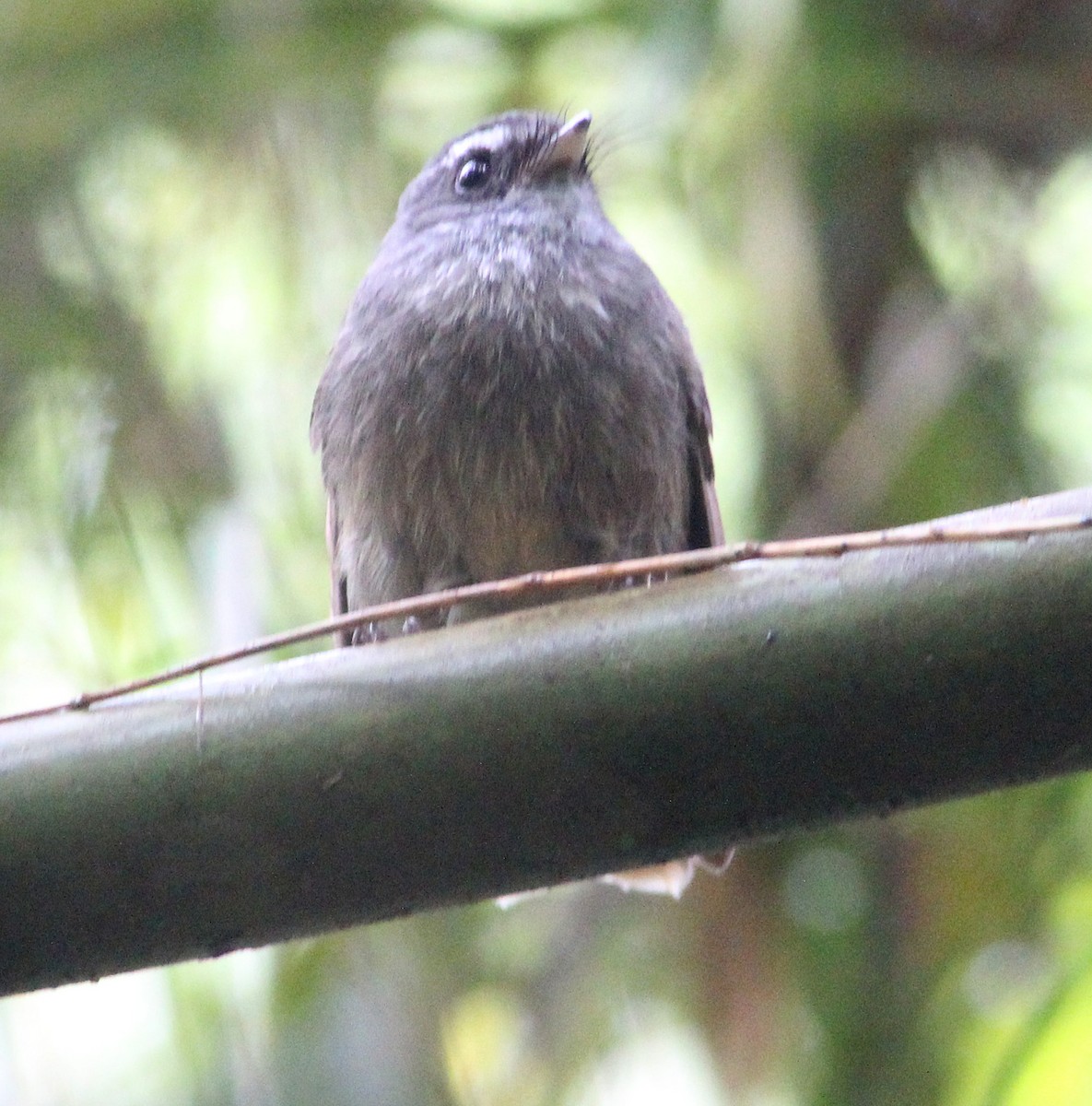 Bougainville Fantail - ML172349281