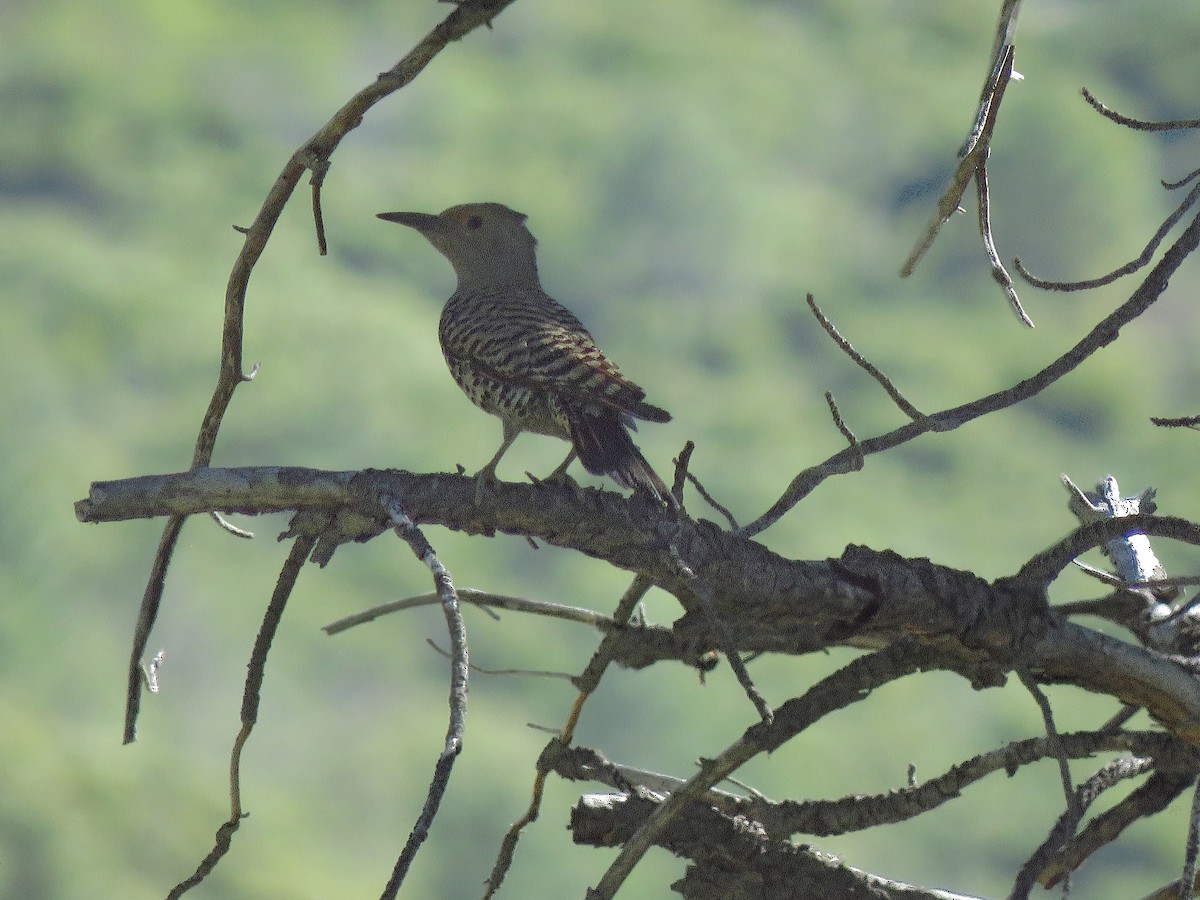 Northern Flicker - ML172349401