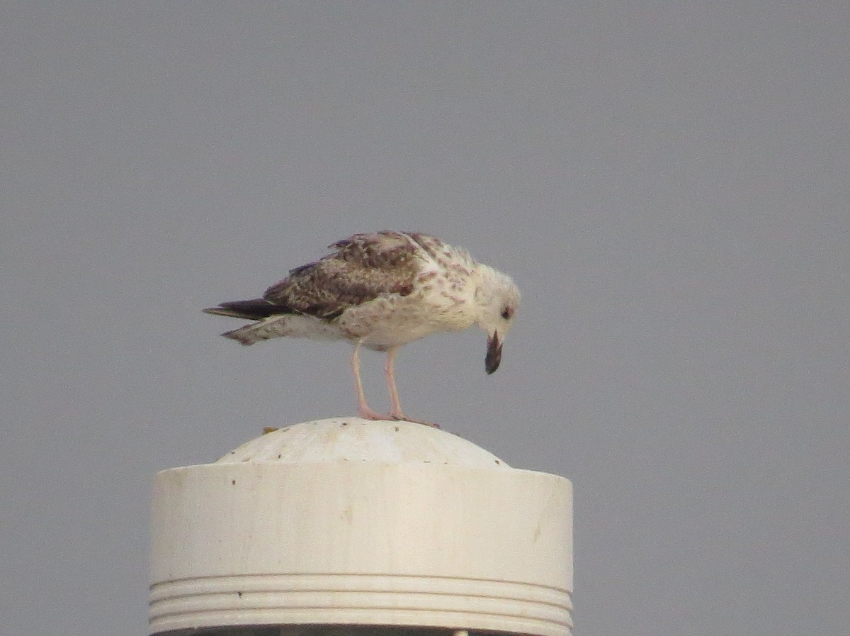 Great Black-backed Gull - ML172349441