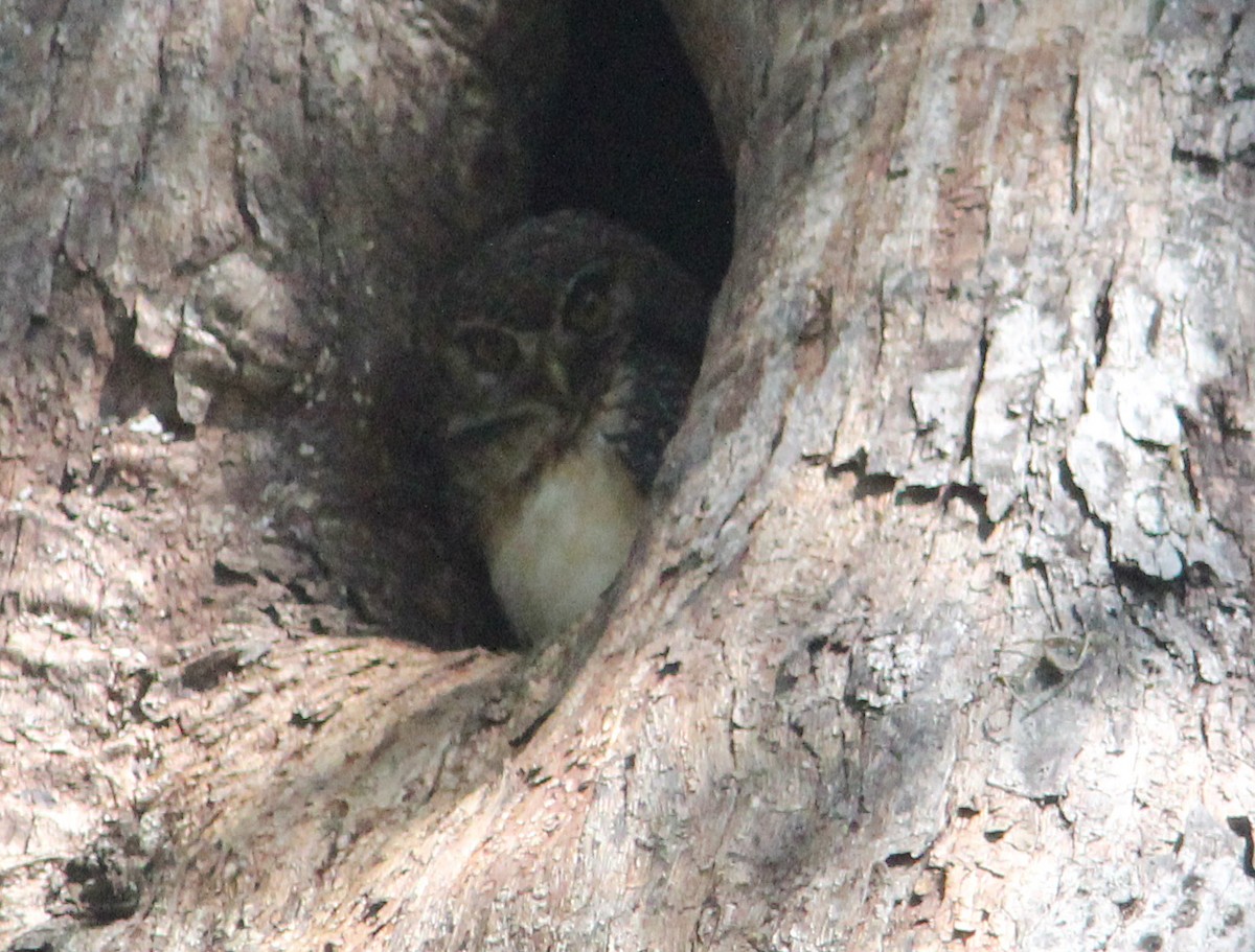 West Solomons Owl - ML172349741
