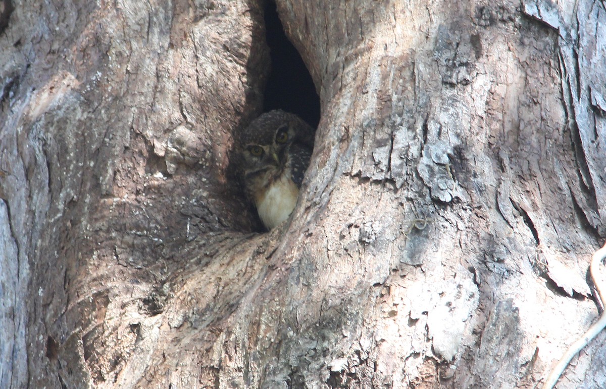 West Solomons Owl - ML172349761