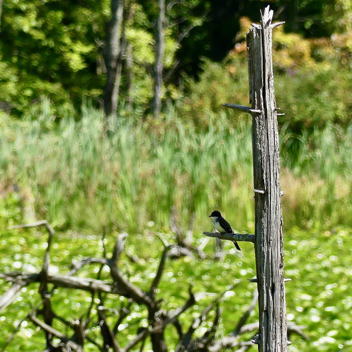 Eastern Kingbird - Tom Shepard