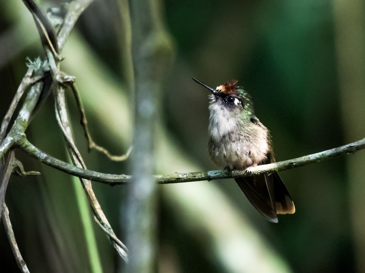 Colibrí Florido de Santa Marta - ML172349821