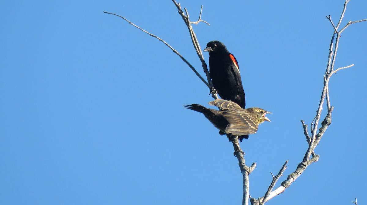 Red-winged Blackbird - ML172350071