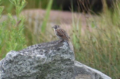 Song Sparrow - ML172350831