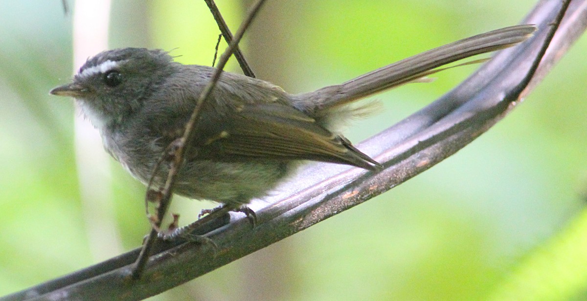 Bougainville Fantail - ML172351121