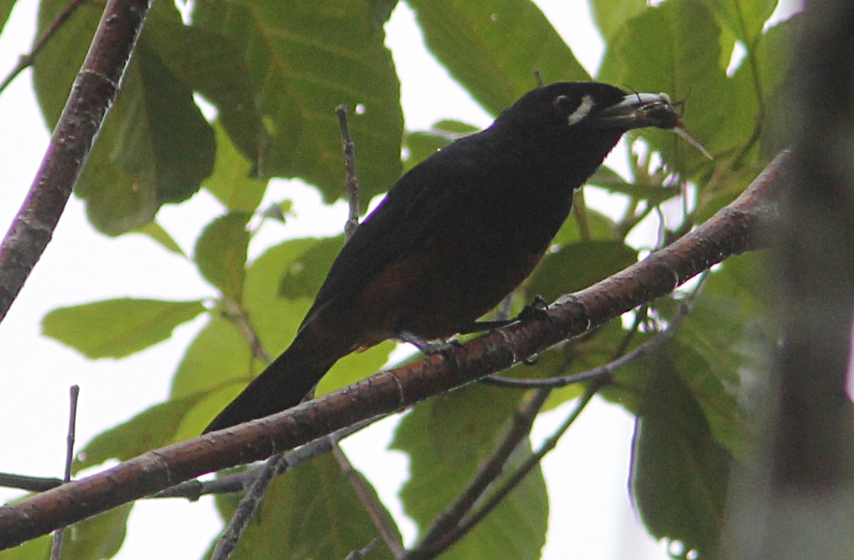 Chestnut-bellied Monarch (Bougainville) - Ashley Banwell