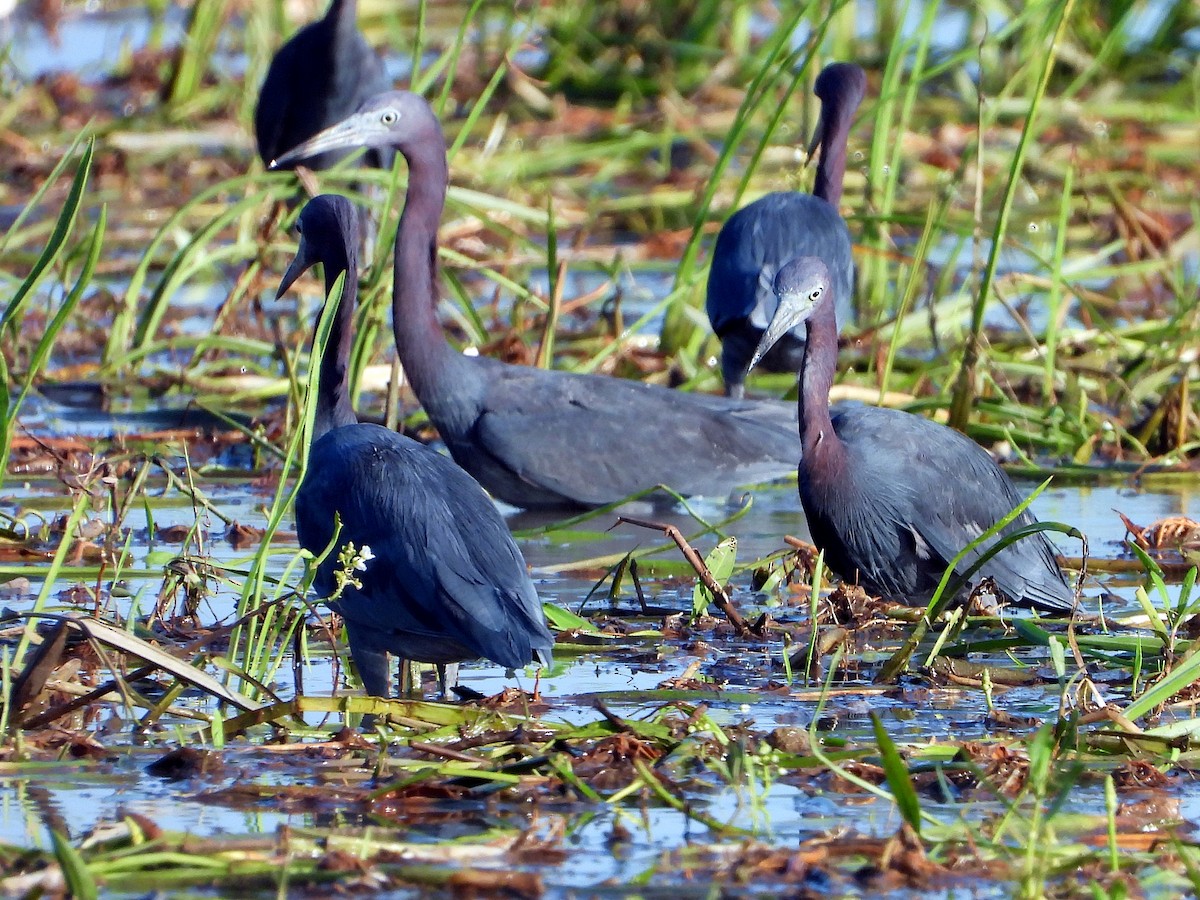 Little Blue Heron - Michael Musumeche