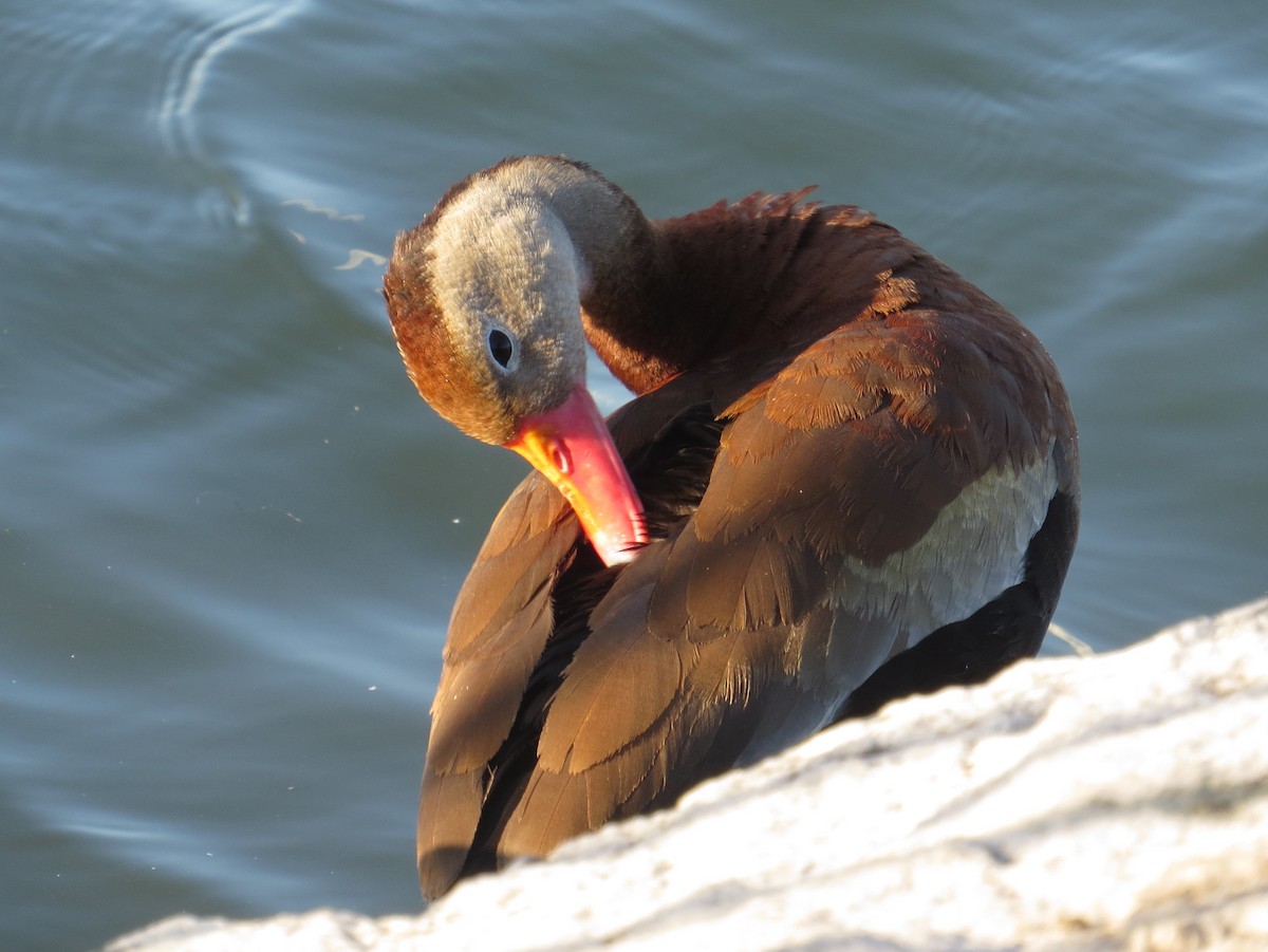 Black-bellied Whistling-Duck - ML172351901