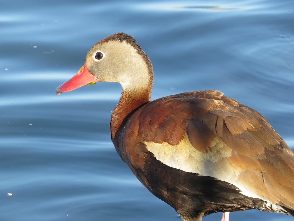 Black-bellied Whistling-Duck - ML172352051