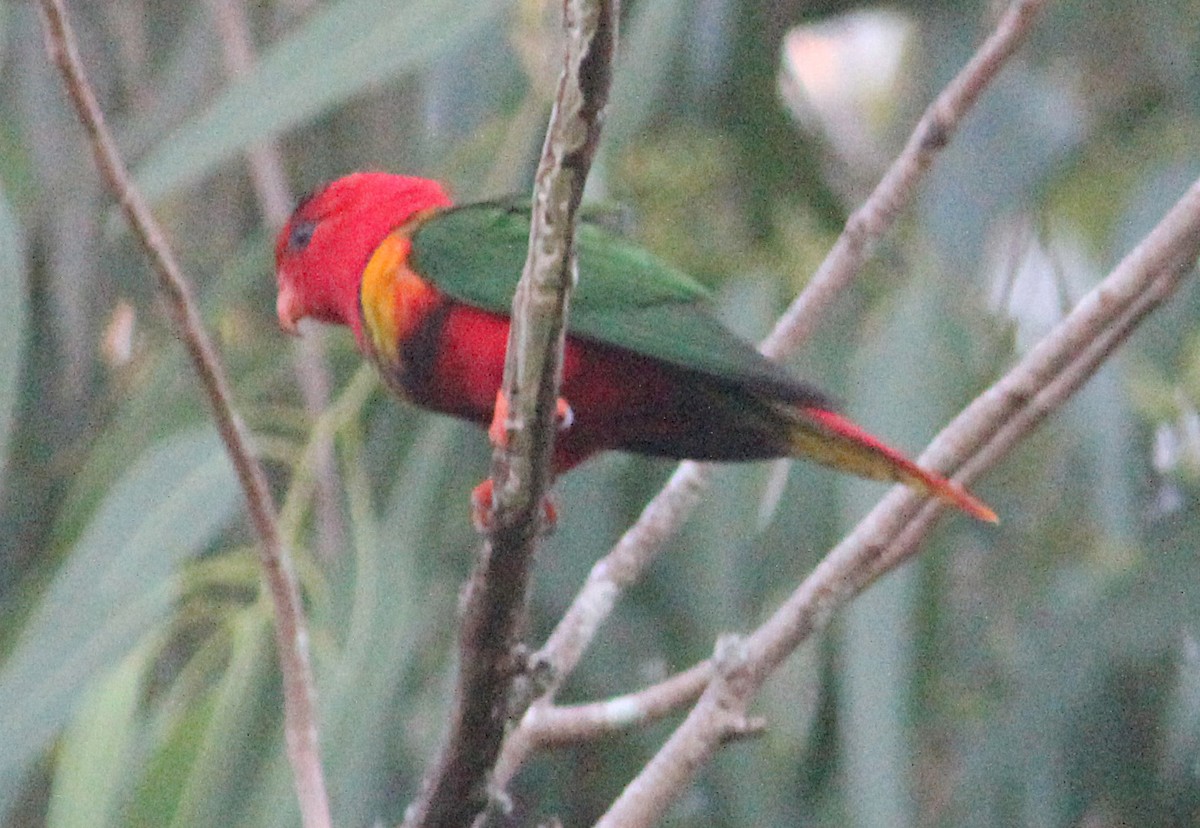 Duchess Lorikeet - Ashley Banwell