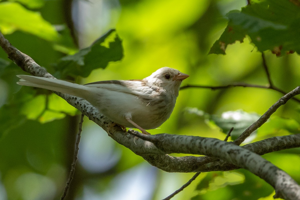 Chipping Sparrow - ML172352781