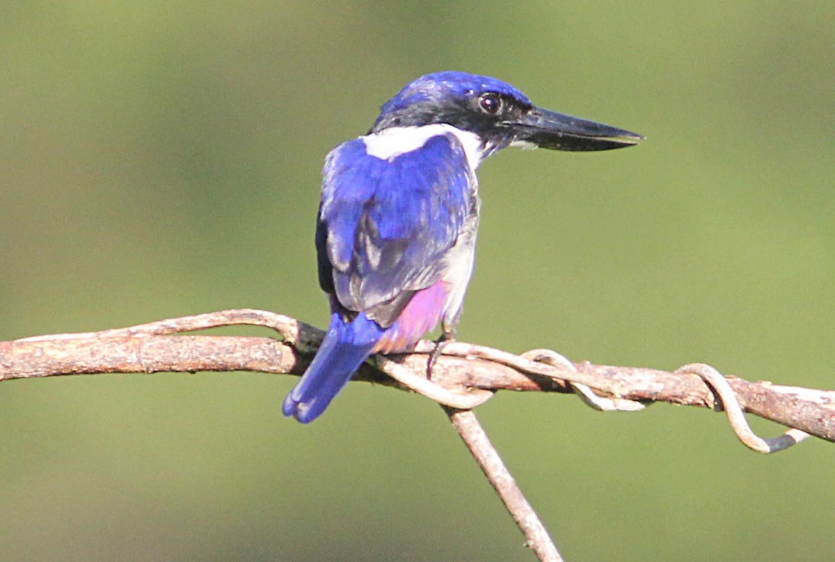 Ultramarine Kingfisher - ML172353091