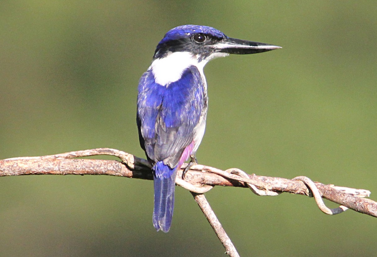 Ultramarine Kingfisher - ML172353111