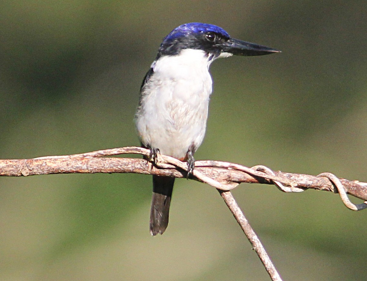 Ultramarine Kingfisher - ML172353121