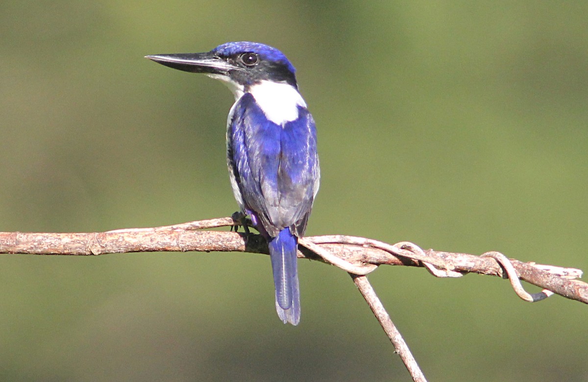 Ultramarine Kingfisher - Ashley Banwell