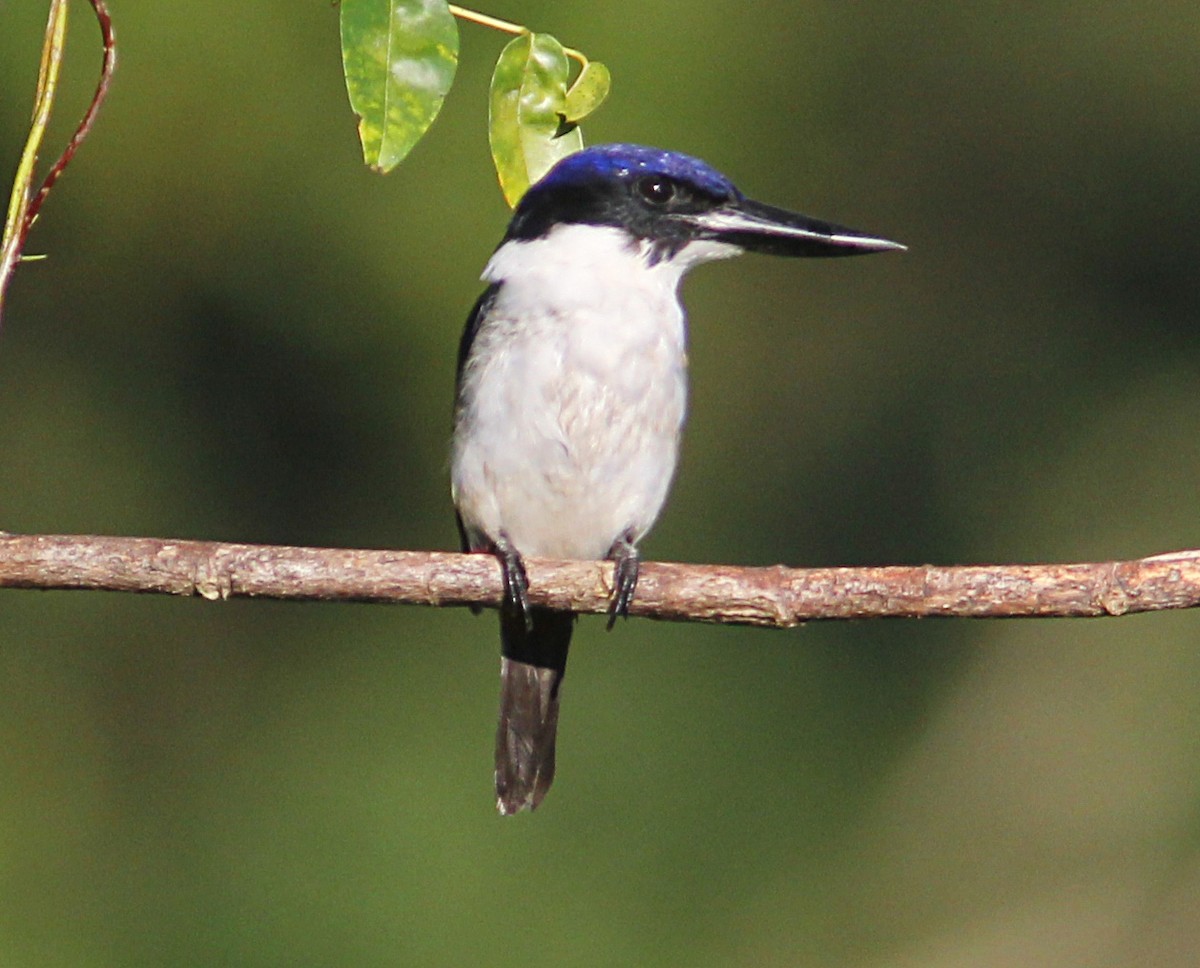 Ultramarine Kingfisher - ML172353141