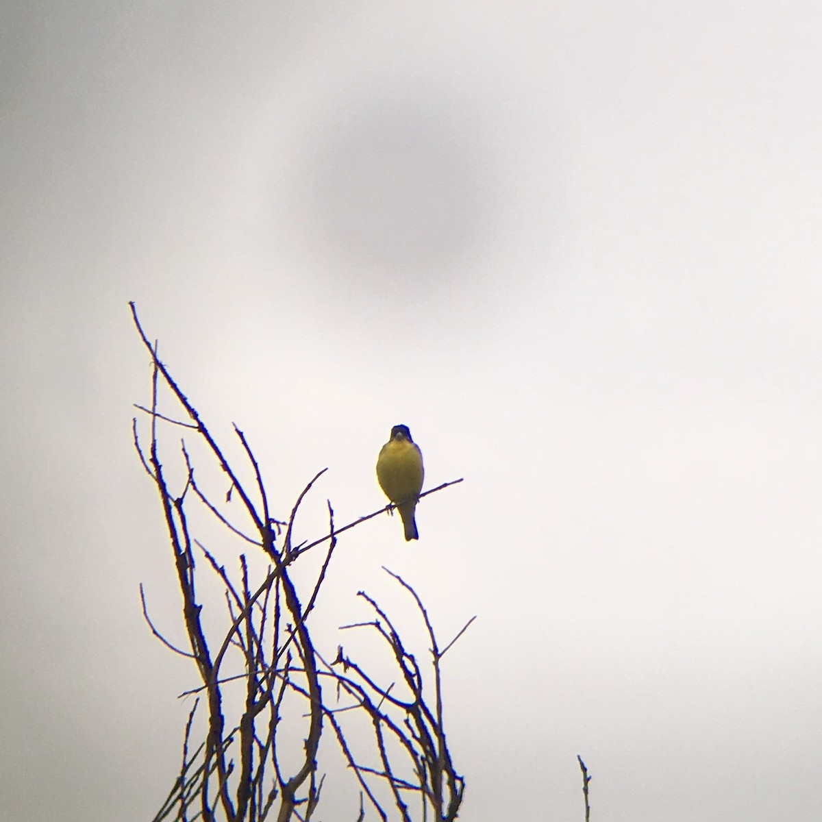 Lesser Goldfinch - ML172355341