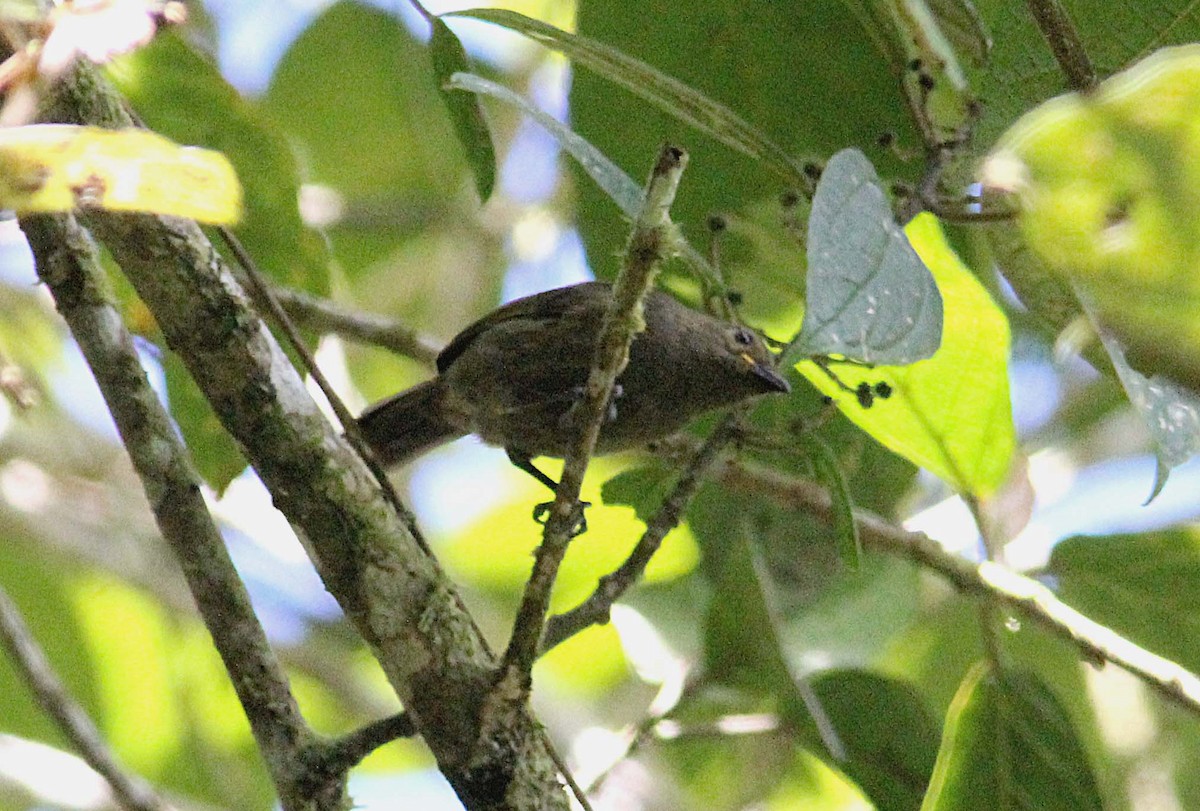 Streaked Berrypecker - ML172356991