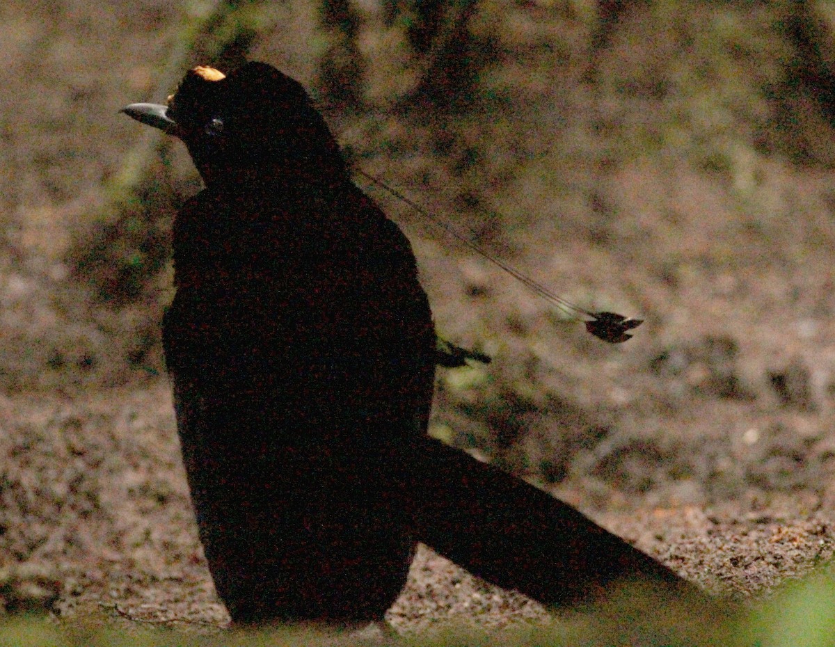 Wahnes's Parotia - ML172358091