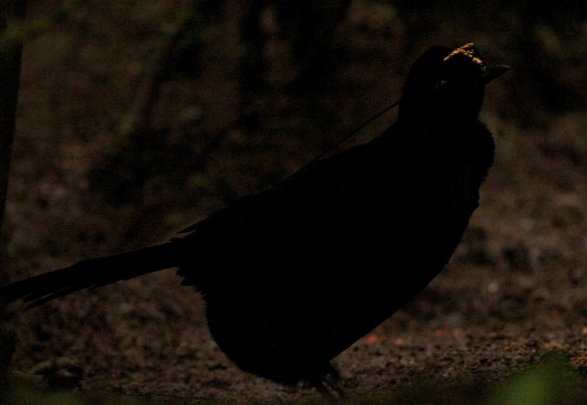 Wahnes's Parotia - ML172358251