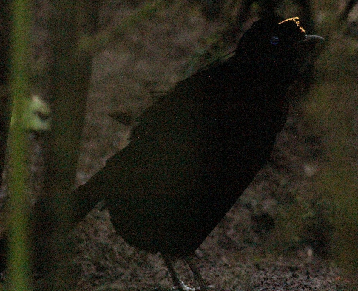 Wahnes's Parotia - Ashley Banwell