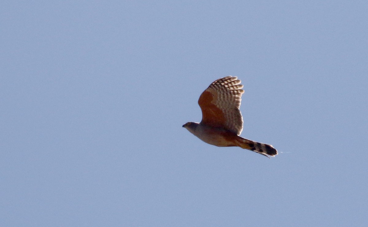 Bicolored Hawk (Spotted) - ML172361251