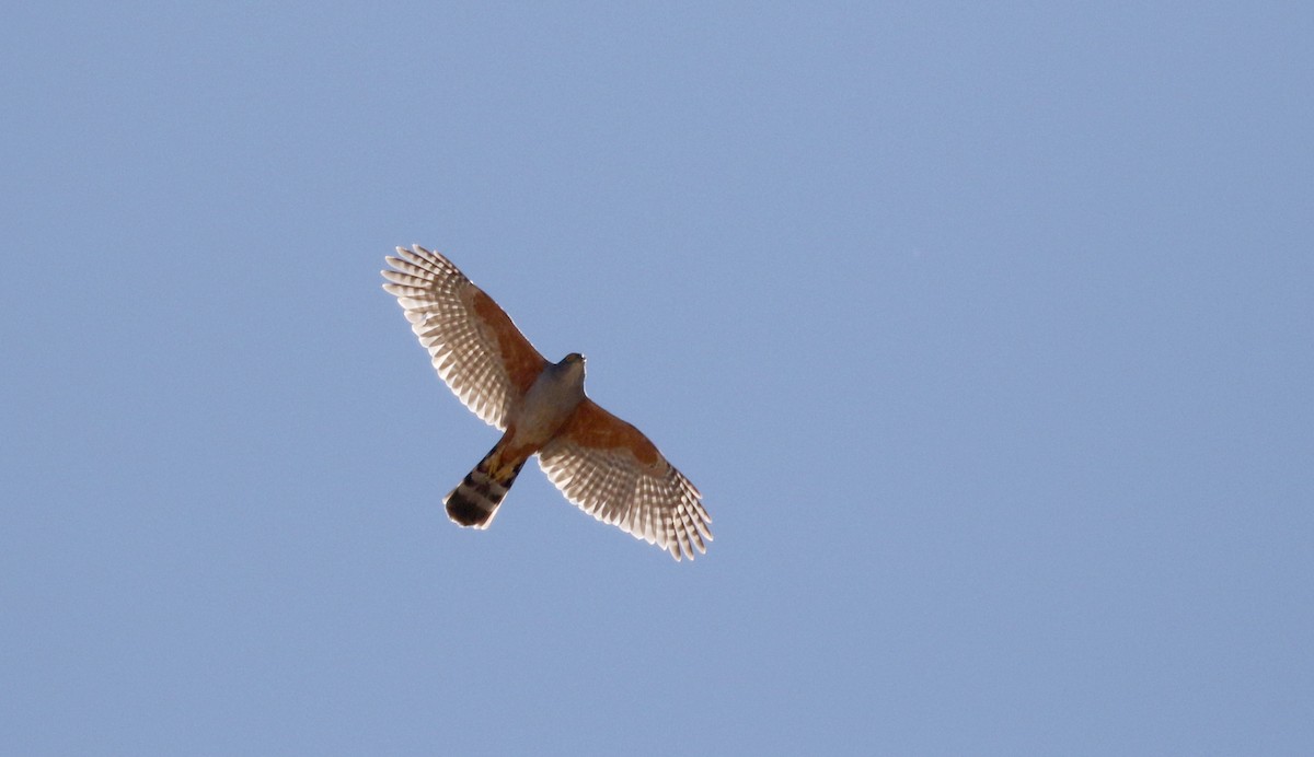 Bicolored Hawk (Spotted) - ML172361291