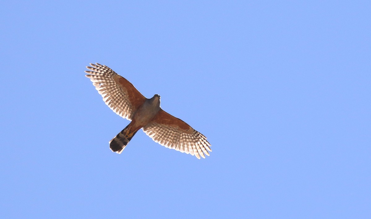 Bicolored Hawk (Spotted) - ML172361351