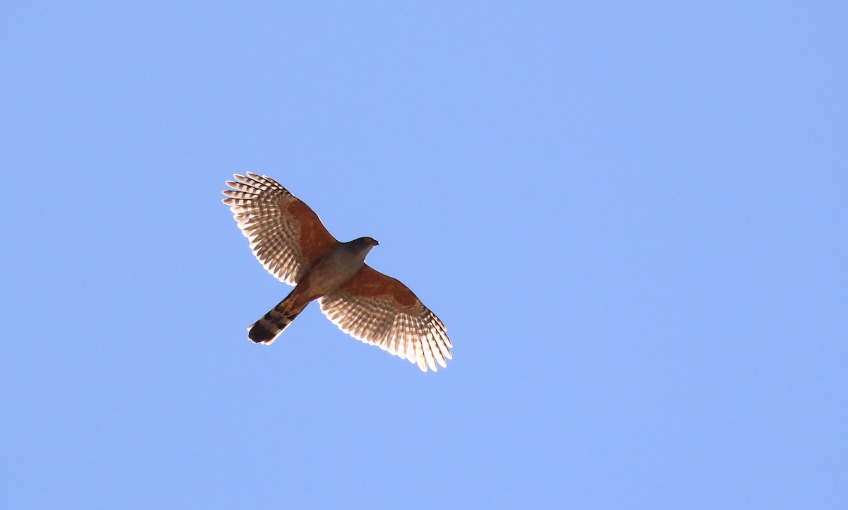 Bicolored Hawk (Spotted) - Jay McGowan