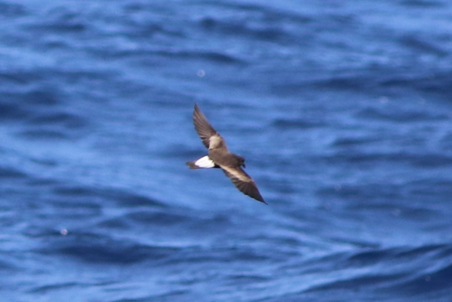 Wedge-rumped Storm-Petrel - Robert McNab