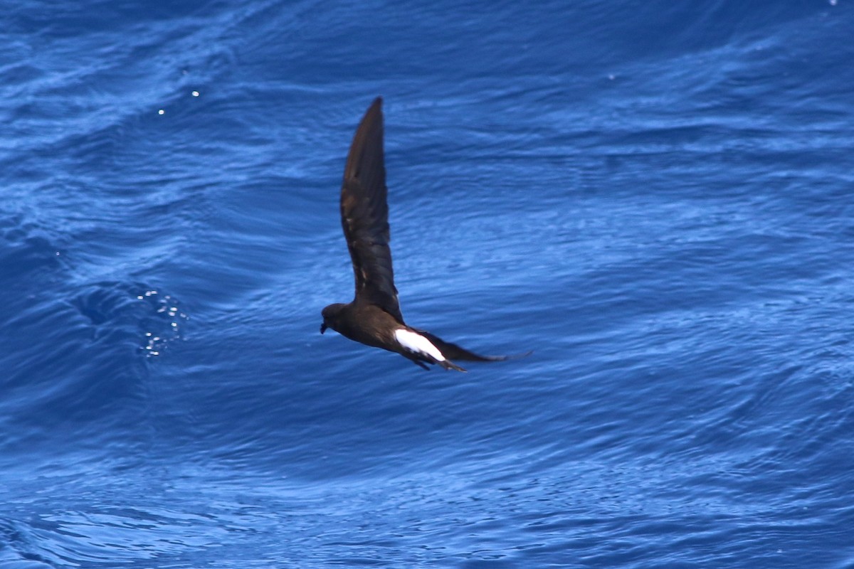 Wedge-rumped Storm-Petrel - Robert McNab