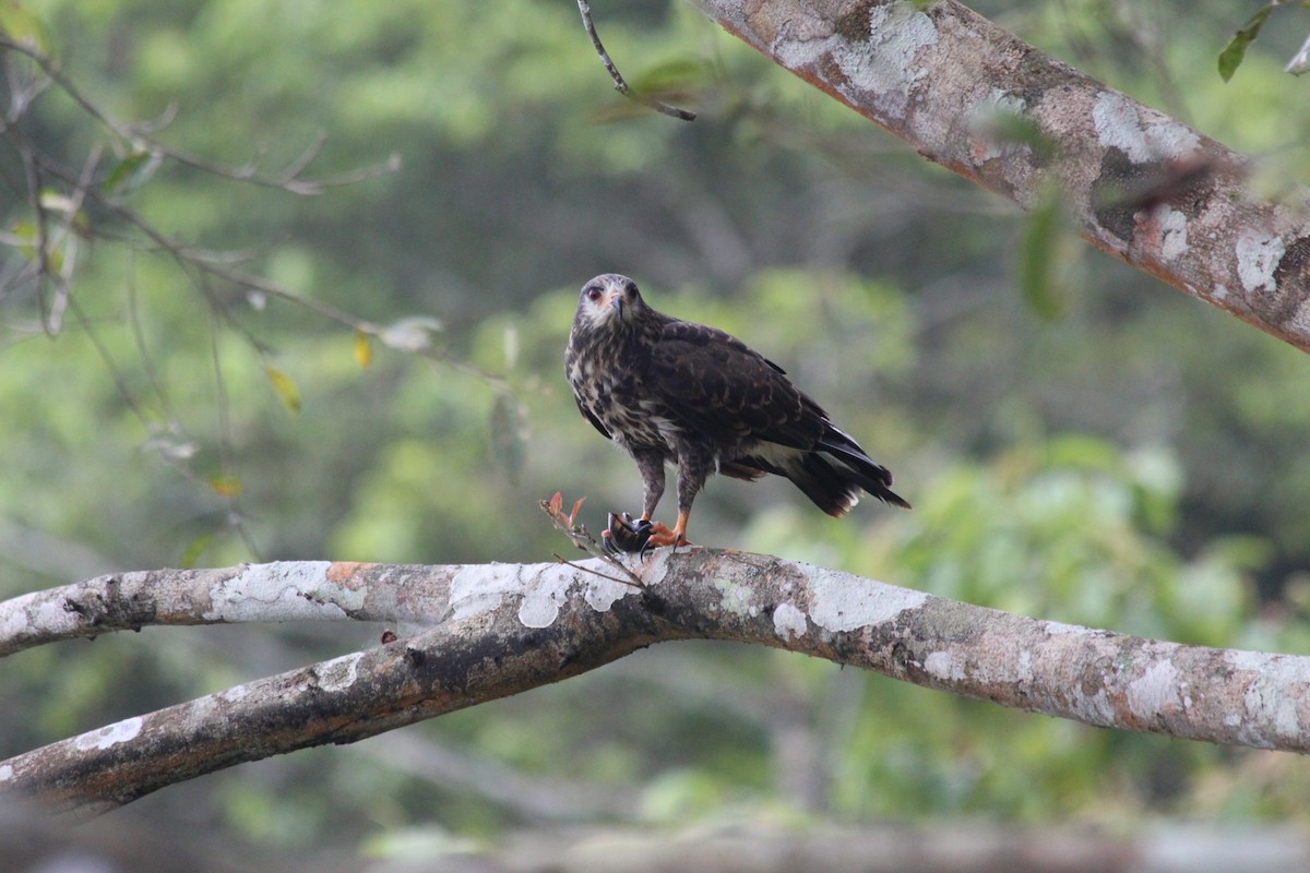 Snail Kite - Reserva  Biológica Limoncocha