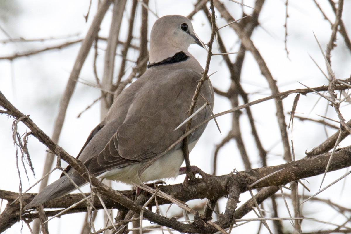 Ring-necked Dove - Scott Young