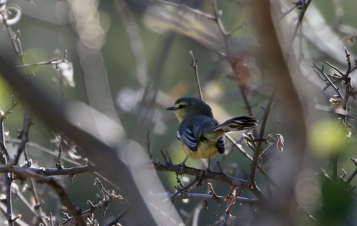 セキレイタイランチョウ（budytoides グループ） - ML172363801