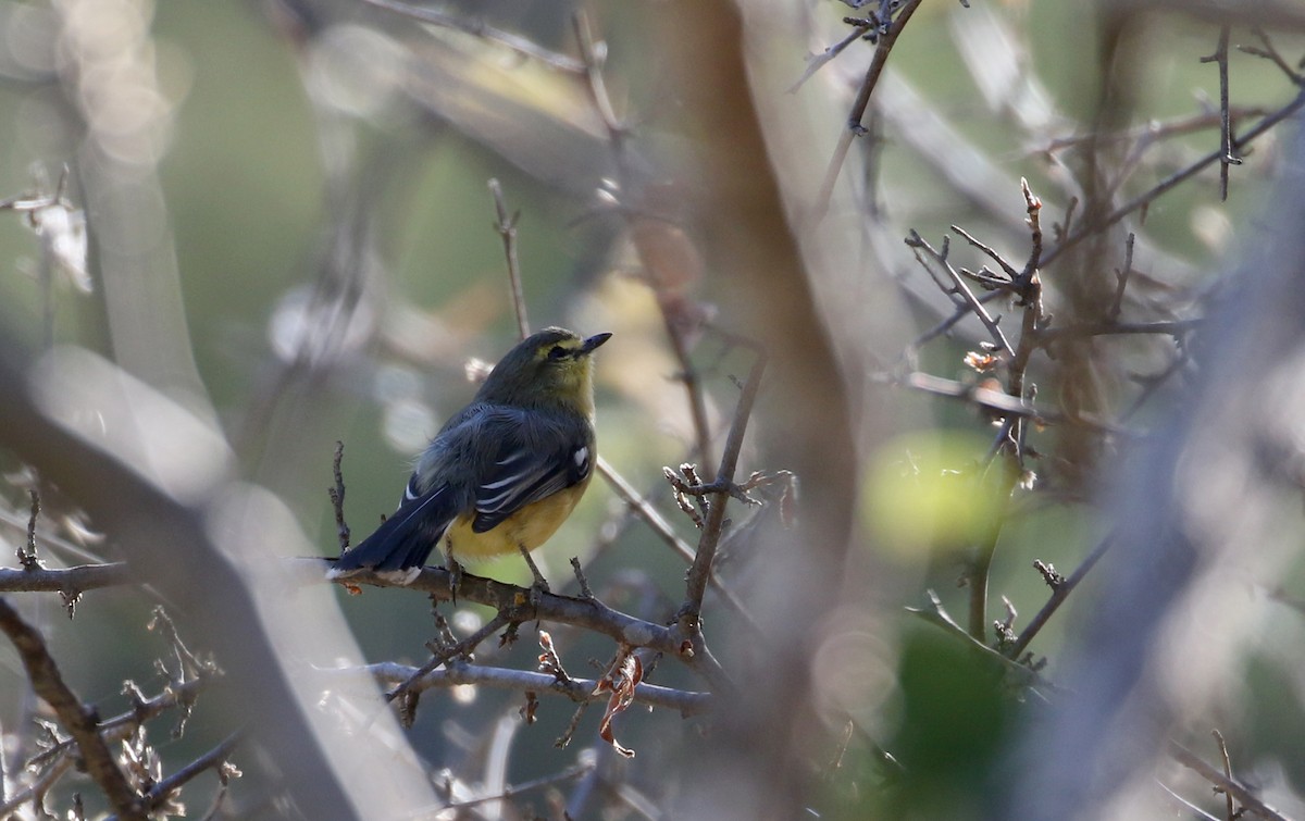 セキレイタイランチョウ（budytoides グループ） - ML172363811