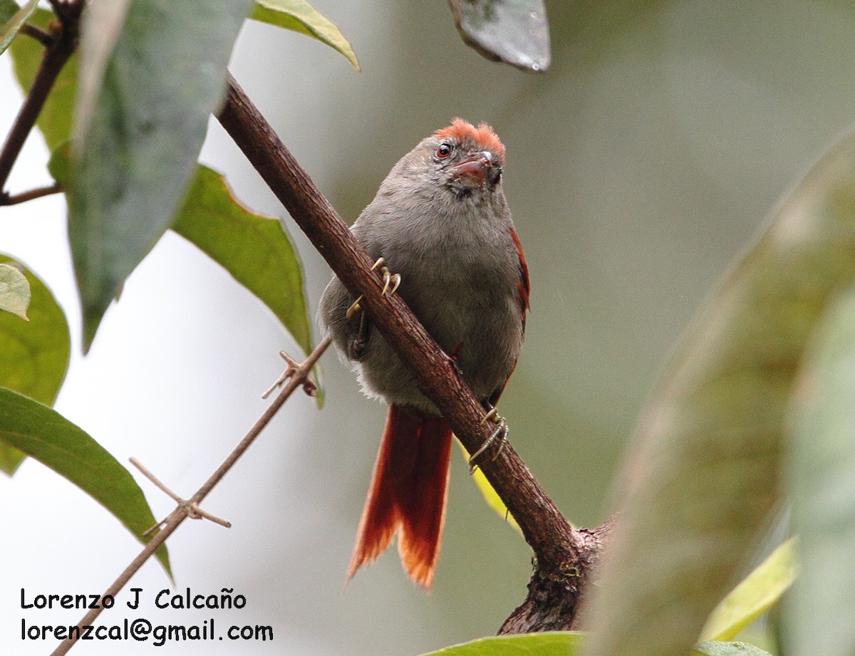 Tepui Spinetail - Lorenzo Calcaño