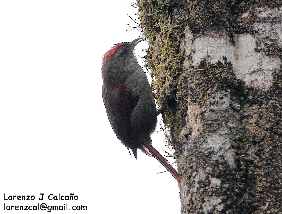 Tepui Spinetail - Lorenzo Calcaño