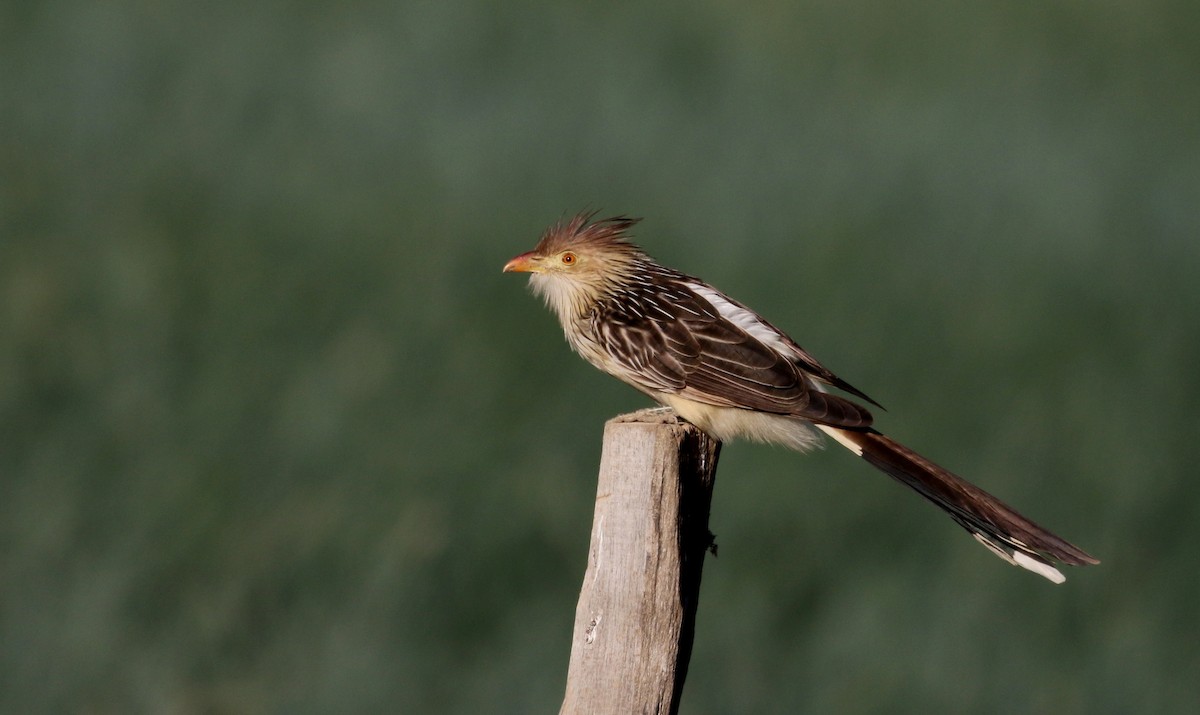 Guira Cuckoo - ML172366151