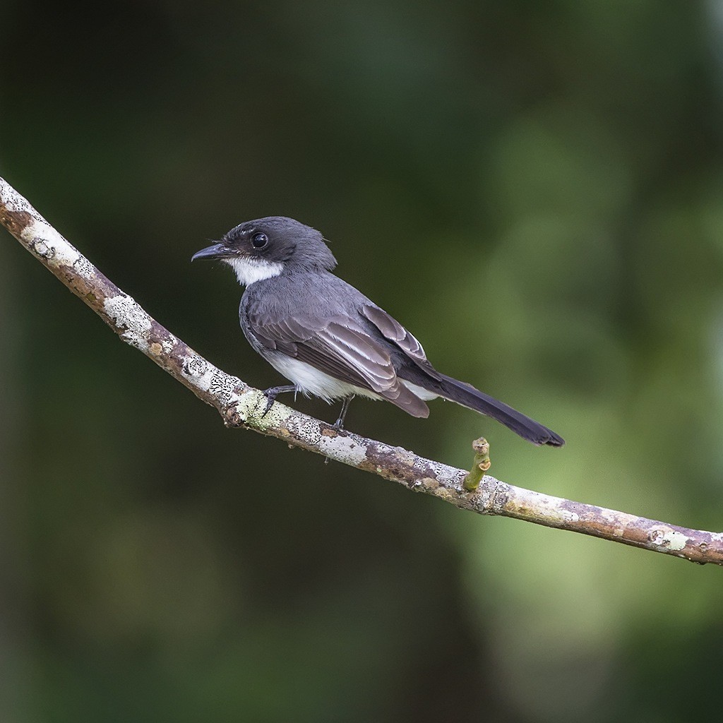 Northern Fantail - ML172366581